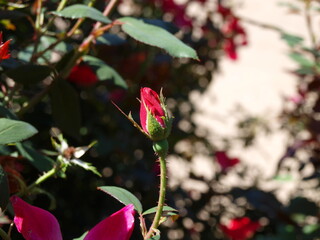 A tight rose bud that was the subject of a quote from a famous lady. Nin