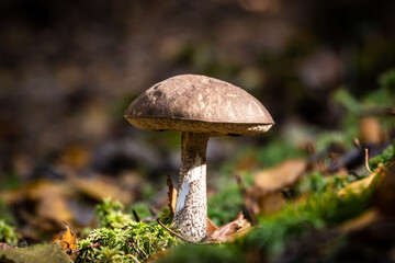 Edible boletus mushrooms are found in large numbers in early autumn in the forests and the Leningrad region.