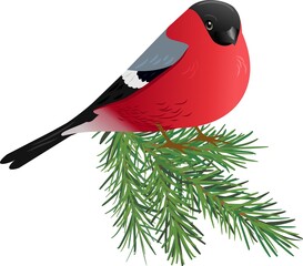 Bullfinch on a spruce branch. Vector illustration