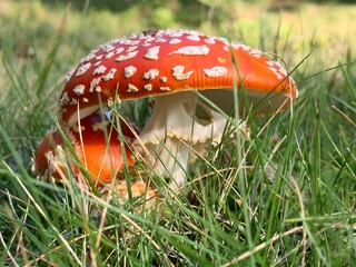 Fliegenpilz - Amanita muscaria