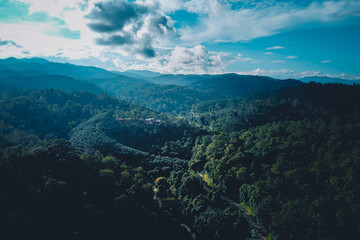 Forest, trees and green roads in the countryside from above.