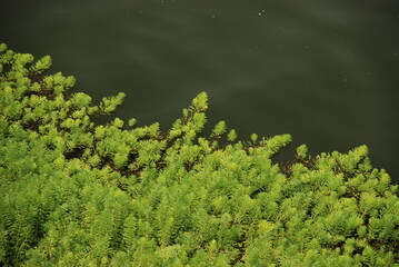川に向かって伸びる草