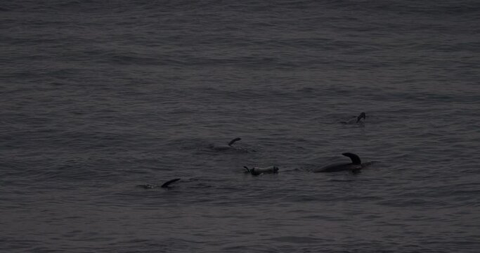 A group of cetaceans are stranded and die near the coast. Local authorities mark with a buoy the place to proceed to the rescue of mammals