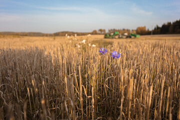 Rural landscape, mowed field and agricultural machinery. Autumn, sunny day. Selective autofocus