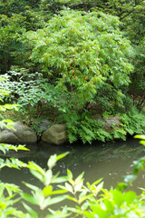 Fototapeta premium 11庭園