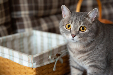 fat tabby British cat stands by wicker basket. Big eyes, cat looks suspiciously at camera.