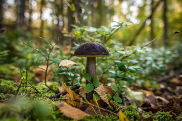 Edible boletus mushrooms are found in large numbers in early autumn in the forests and the Leningrad region.