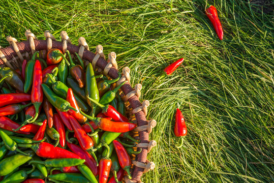 A large crop of red and green hot peppers in a wicker basket standing on green grass