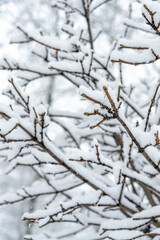 close-up of  branches under the snow in the park during a snowfall.