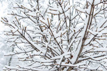 close-up of  branches under the snow in the park during a snowfall.