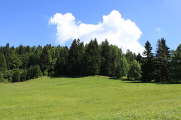 Fototapeta na wymiar Blue sky and green meadow in a natural landscape of Folgaria upland