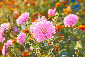 Obraz premium autumn aster flowers in the sun,beautiful autumn aster flower at sunset with blurred bright background in the sun
