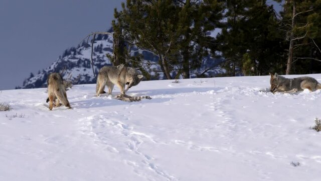 winter shot of three coyotes feeding on the bones of a carcass in yellowstone national park of montana, usa