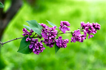 Sprig of lilac
