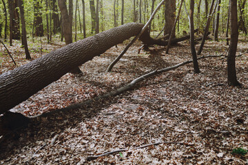 Obraz na płótnie Canvas Dead fallen tree trunk in the forest