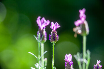  Lavender Flower on Blurred  Background