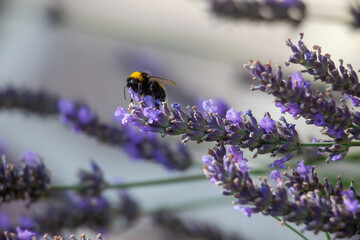 Lavender Flowers With One Bumblebee