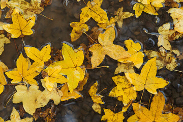 Yellow leaves floating in a puddle. It's raining.