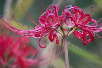 秋、彼岸花のある風景
