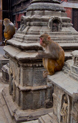 Monkey temple, Pashupatinath Temple of Nepal,
