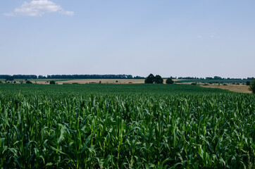 Fototapeta na wymiar Farmer's cornfield. Growing corn in the countryside