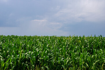 Obraz premium Green corn field against the backdrop of rainclouds. Summer rain over the cornfield