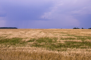 Obraz premium Oat field against the backdrop of thunderclouds of illuminated suns. copy space