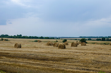 Obraz premium Yellow golden bales of wheat hay straw on stubble with cloudy sky in the background
