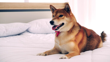 Cute shiba inu dog lying on a bed at home