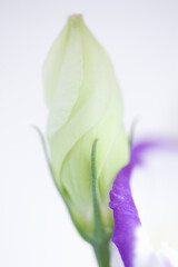 Obraz premium トルコキキョウ