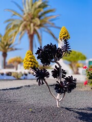 Lanzarote