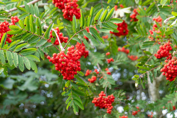 Eberesche, Vogelbeere - Sorbus aucuparia
