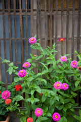 ヒャクニチソウ