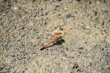 red dragonfly perched on the ground