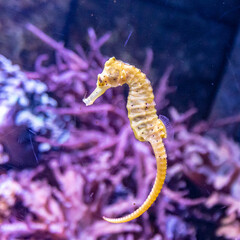Closeup shot of beautiful seahorse © Vlad Negru/Wirestock