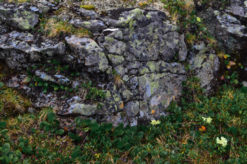 Stone rock with light green textured moss in dry grass. Baikal nature