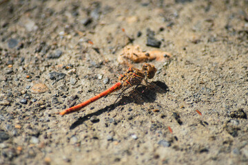 red dragonfly perched on the ground
