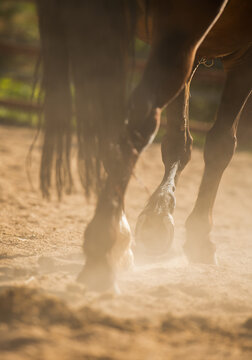 The horse runs on the sand. Horse hooves. Horse legs.
