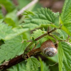 single slow snail resting on a stinging nettle