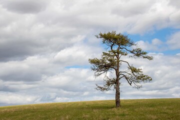 landscape view of an isolated tree with a beautiful background of clouds