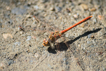 red dragonfly perched on the ground