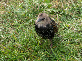 beautiful starling on the way from being a juvenile to an adult