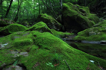 苔むす岩のある風景　日本の夏　宮川渓谷　7月