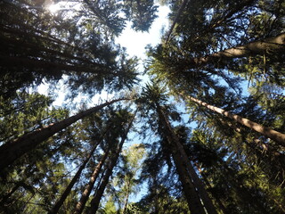 Deep in the forest