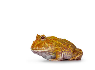 Side view of young adult male albino American horned or Pacman frog. Isolated on white background.