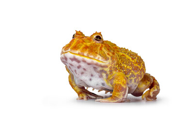 Side view of young adult male albino American horned or Pacman frog. Ready to jump, eye lid half closed. Isolated on white background.