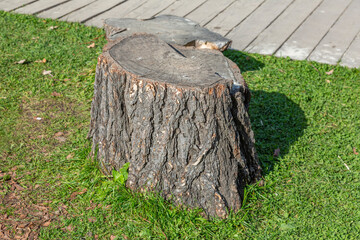 Huge deciduous wood stump for garden decor