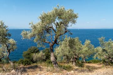 Olivenbaum, Olivanhain am Meer, Griechenland