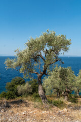 Fototapeta na wymiar Olivenbaum, Olivanhain am Meer, Griechenland