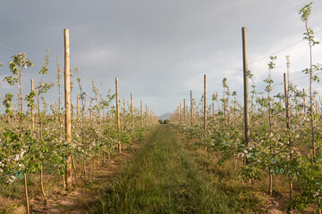 Fototapeta na wymiar Extensive apple field. Apple trees in a row blooming with blossom.